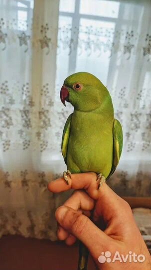 Птенцы ожерелового попугая