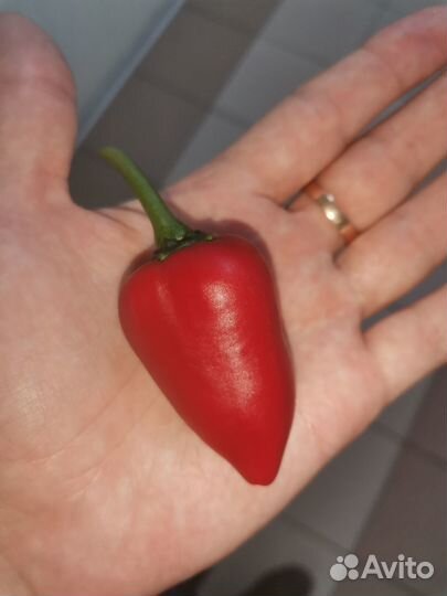 Куст Jalapeno Giant (халапеньо гигант)