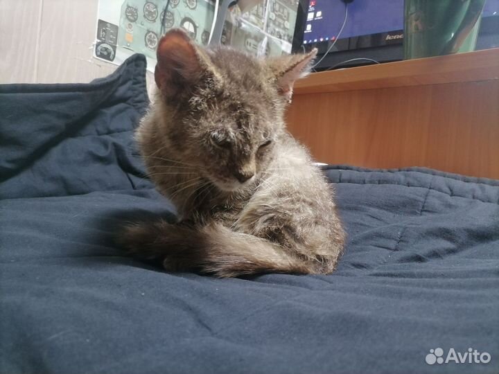 Котенок в добрые руки