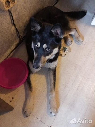 Молодой кобелек в добрые руки