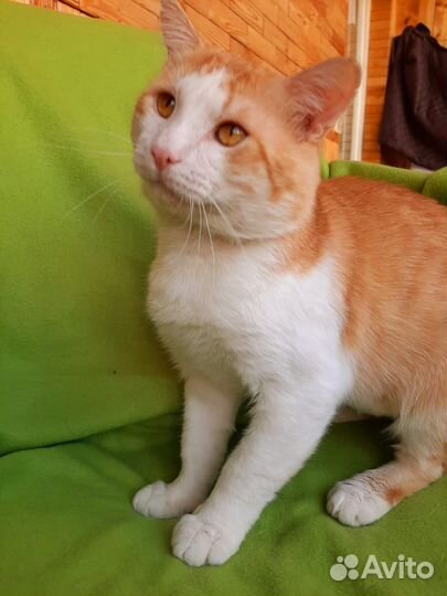 Рыжий кот Эмильен в добрые руки