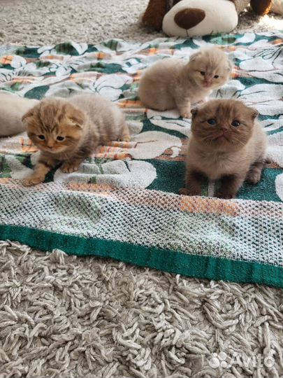 Британские вислоухие котята