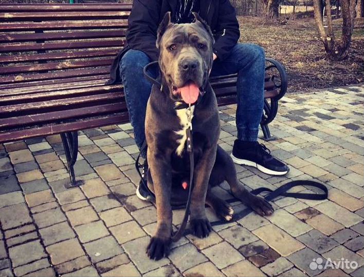 Кане Корсо (вязка)