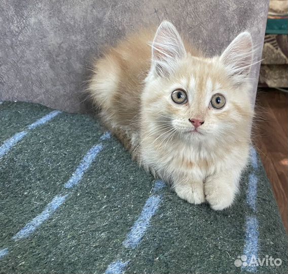 Котята в хорошие руки