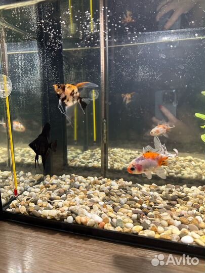 Аквариумные рыбки