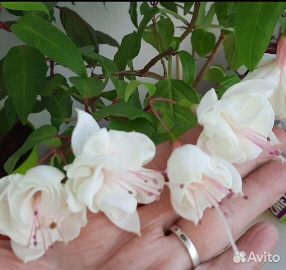 Фуксия. Укорененная и срезы