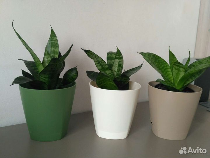 Сансевиерия ханни