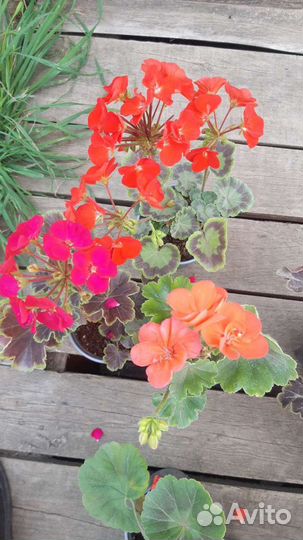 Герань(пеларгония ) зональная разных расцветок