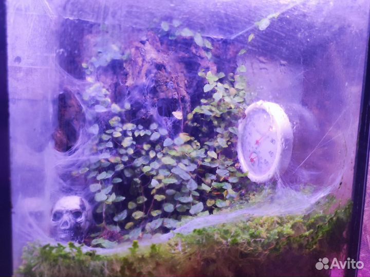 Обустройство террариумов для пауков / рептилий