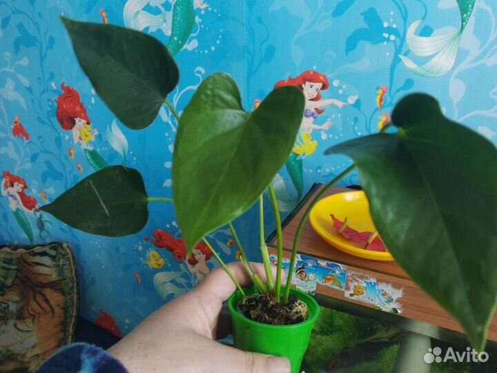 Антуриум андре белый