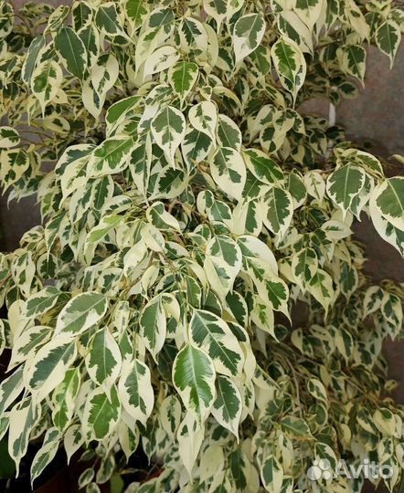 Фикусы Бенджамина