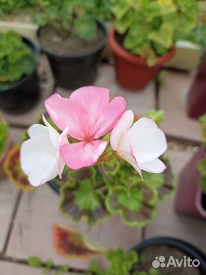 Пеларгония герань