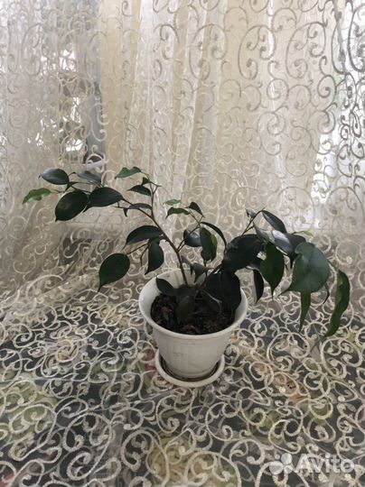 Фикус бенджамина