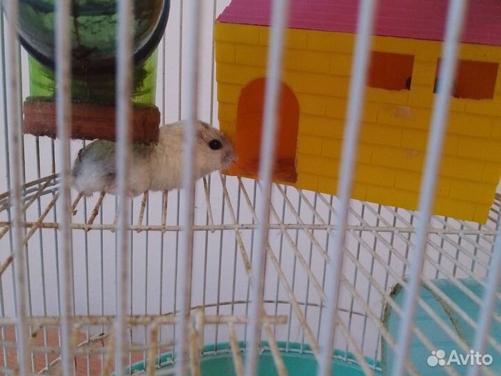Клетка для грызунов бу