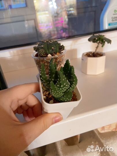 Суккуленты