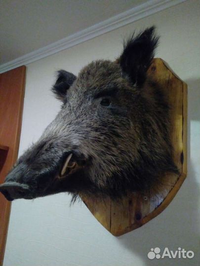 Чучело головы Кабана