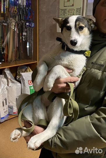 Собака в добрые руки