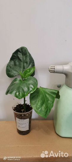 Сортовые гибискусы