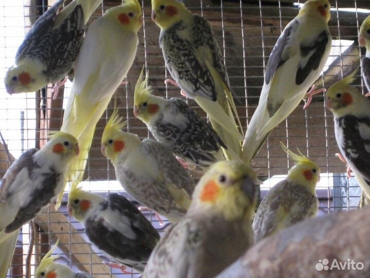 Попугаи Корелла домашнего разведения