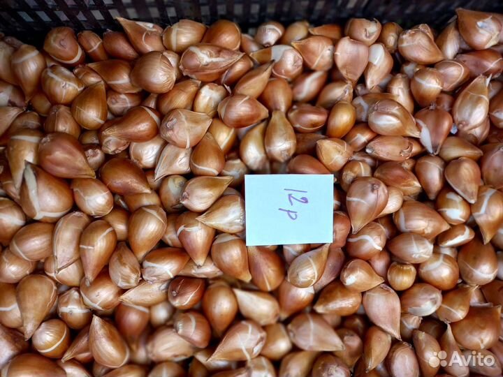 Луковицы тюльпанов оптом и в розницу