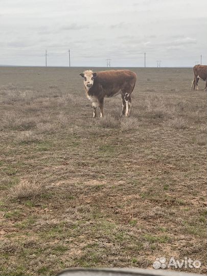 Крс телочки