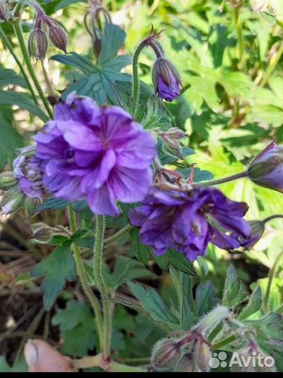 Цветы садовые многолетние