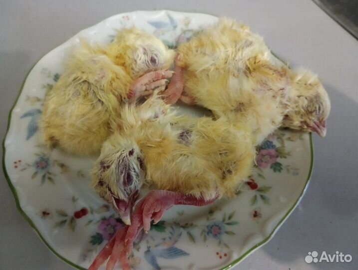 Цыплята суточные замороженные на корм