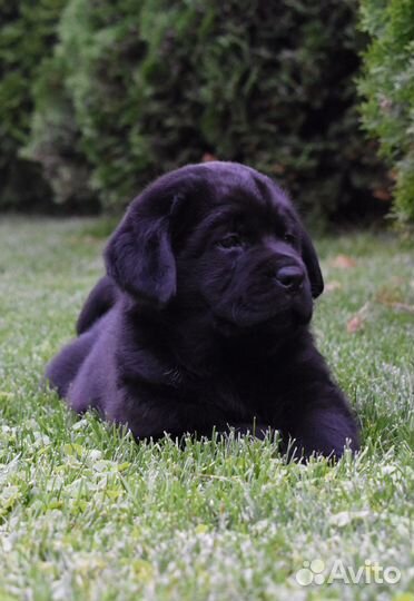 Черный кобель