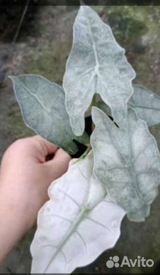 Алоказии вариегатные Альбом 3 (клубни,детки,взрос)