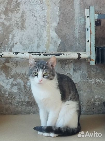 Котик в добрые ручки