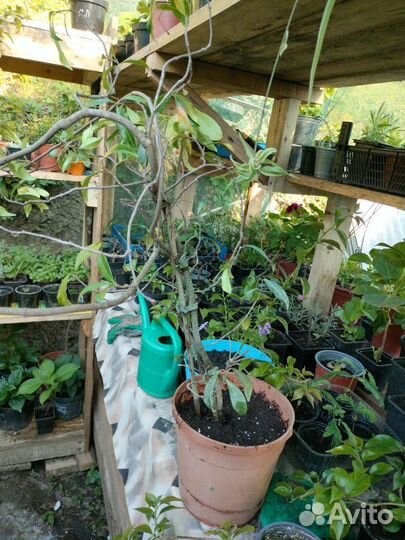 Трахеспермум