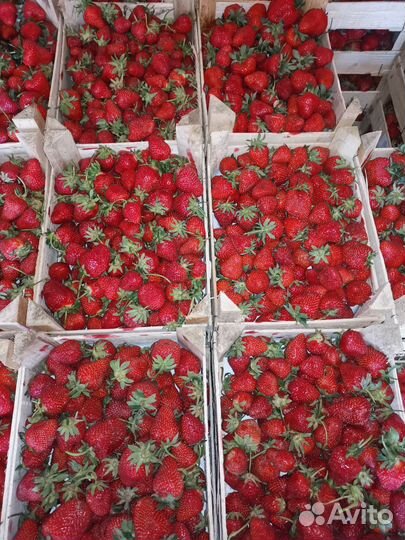 Клубника свежая