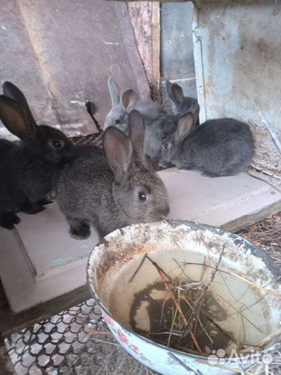 Крольчата