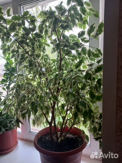 Фикус бенджамина большой