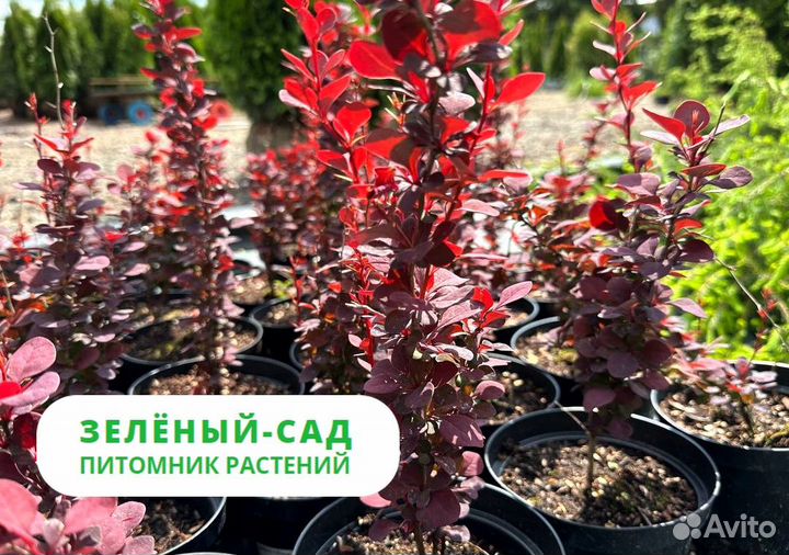 Барбарис тунберга 'Ред Пиларr'