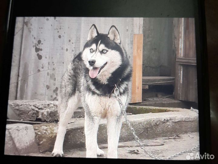 Хаски мальчик