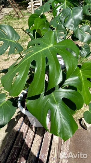 Монстера деликатесная