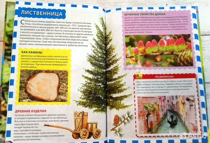 Новая детская энциклопедия Растения России