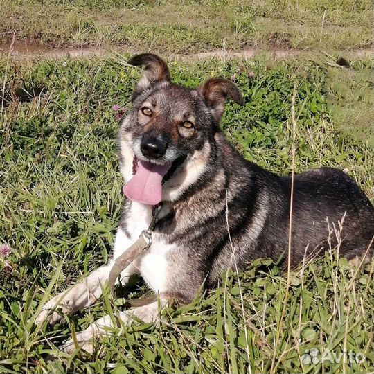 Оникс молодой пёсик