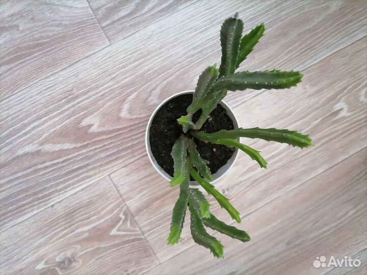 Комнатные растения продам