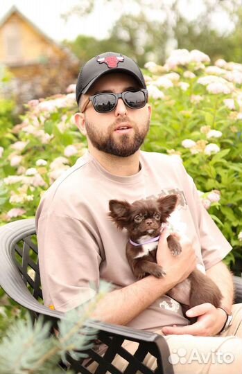 Маленькая собака чихуахуа