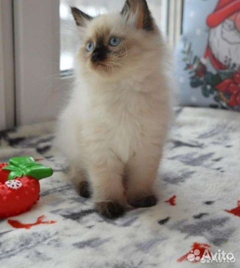 Котятки породистые