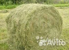 Продам сено