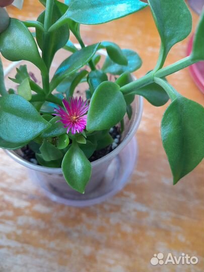 Комнатные цветы