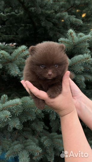 Щенки шпица