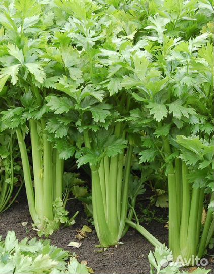 Петрушка свежая,мелисса мята сельдерей
