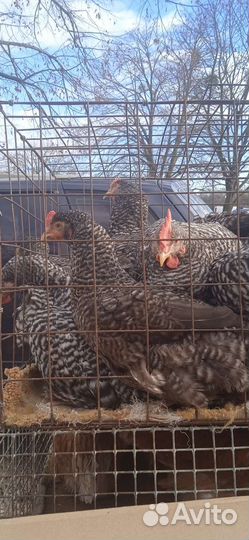 Курочки молодки