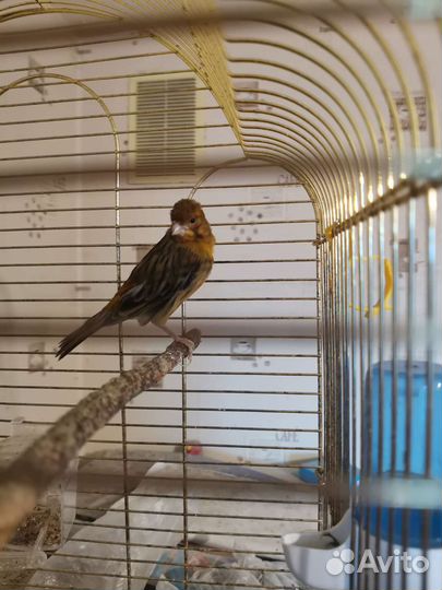 Птенцы канарейки, Кенара и Канарейки