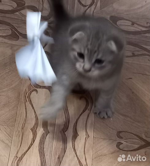 Котята шотландцы
