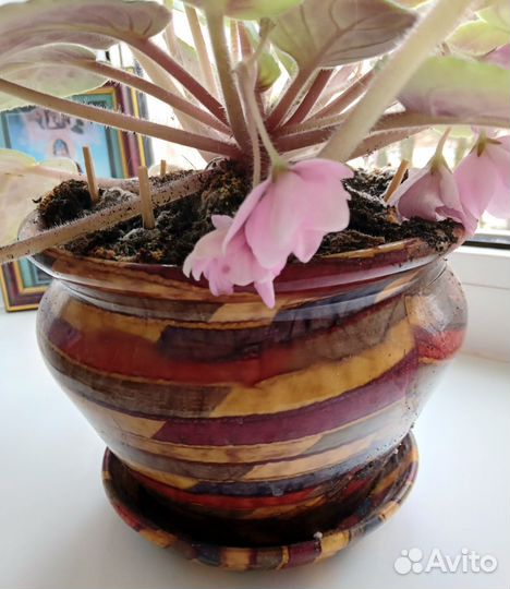 Фиалка розовая